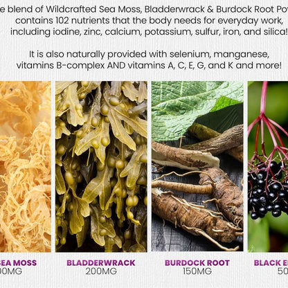 Sea moss, bladderwrack, burdock root, and black seed ingredient collage
